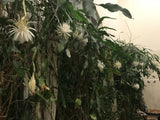 3 Pieces Dried Epiphyllum Oxypetalum AKA Queen Of The Night/Tan Hua/Brahma Kamal Orchids
