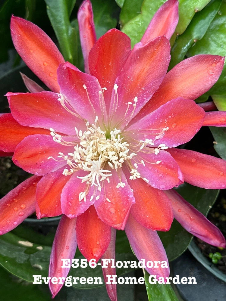 Epiphyllum orchid cactus flower with vivid pink-orange petals and green leaves in pot