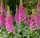 FOX GLOVE FLOWER SEEDS 1000+DIGITALIS PURPUREA perennial GARDEN FREE SHIPPING Garden Plants