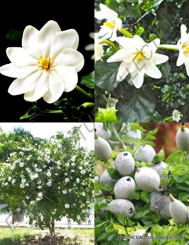 GARDENIA THUNBERGIA - rare flowering tropical fragrant forest wild seed 25 seeds Flowering Plants