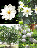 GARDENIA THUNBERGIA - rare flowering tropical fragrant forest wild seed 25 seeds Flowering Plants