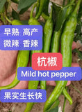 30+ Mild hybrid F1 hot pepper seeds vegetable gardening 30__________ 2025____ Garden Plants