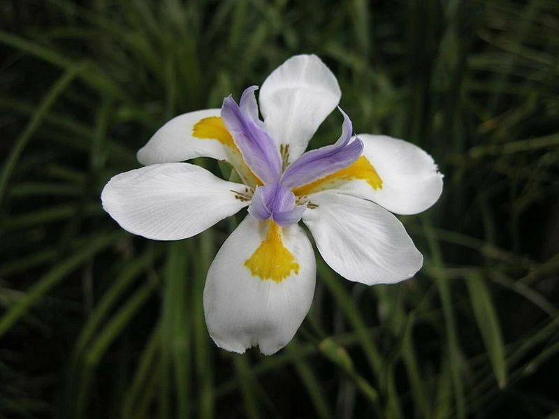 4 Plants; (2 to 4"pot) Party Favors, Plant Gardens, Gifts & MORE ~ SHIPS FREE!!! Garden Plants