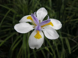 4 Plants; (2 to 4"pot) Party Favors, Plant Gardens, Gifts & MORE ~ SHIPS FREE!!! Garden Plants