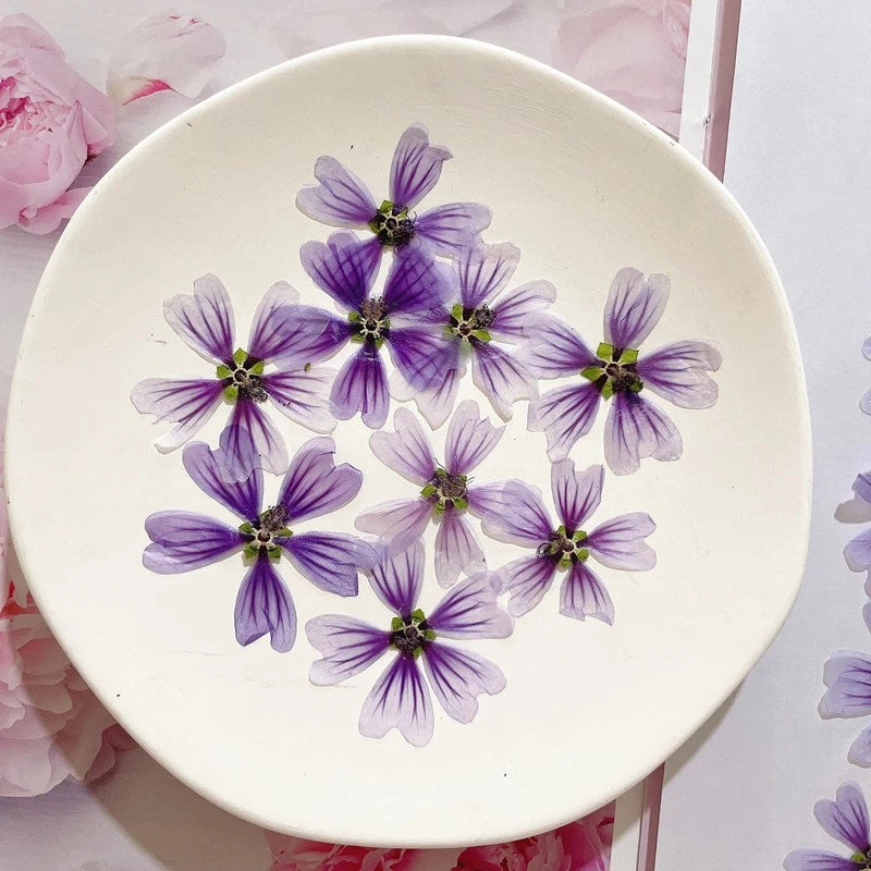 Purple dried cherry blossoms with stems, set of 12 pressed flowers