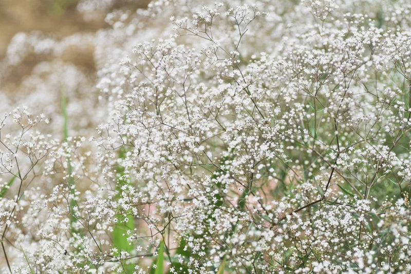 1000 White BABY'S BREATH 'Covent Garden' Gypsophila Elegans Flower Seeds Garden Plants