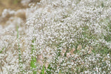 1000 White BABY'S BREATH 'Covent Garden' Gypsophila Elegans Flower Seeds Garden Plants