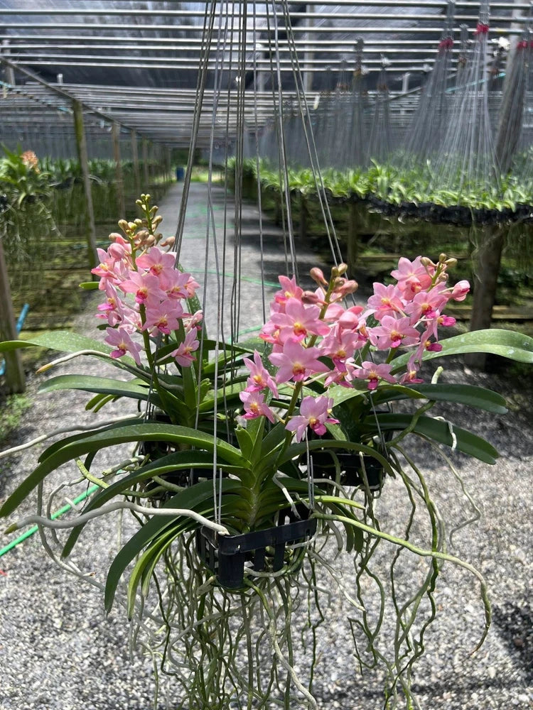 Pink orchid plant in hanging basket with multiple blooms and long green leaves