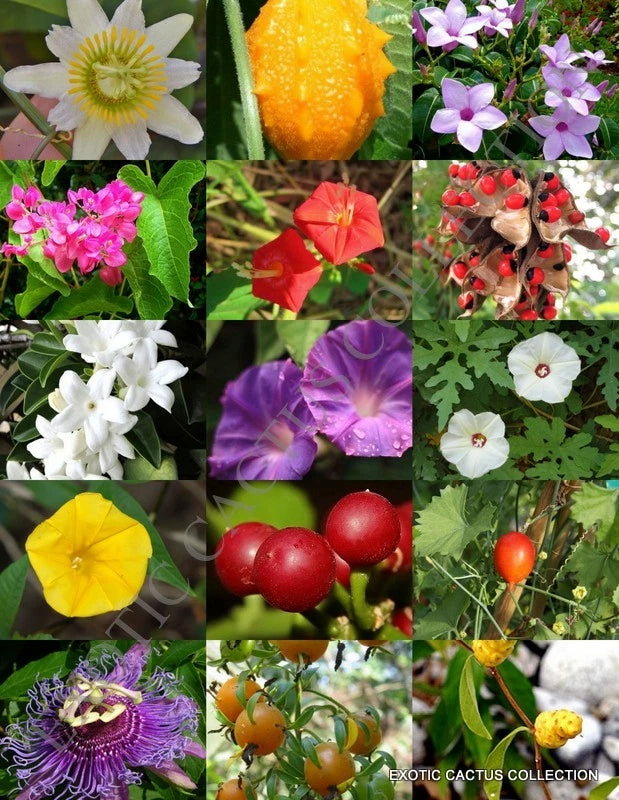VINE PLANTS MIX climber garden morning glory bee & butterfly mixed seed 20 seedS Garden Plants
