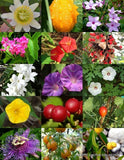 VINE PLANTS MIX climber garden morning glory bee & butterfly mixed seed 20 seedS Garden Plants