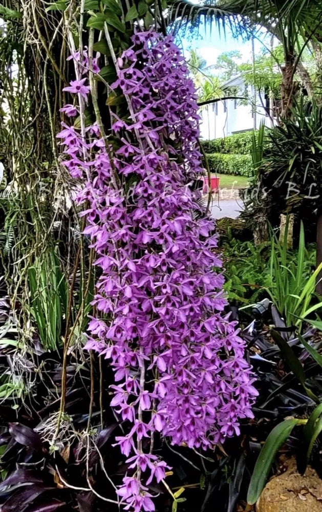 Dendrobium anosmum Orchid Ð Bare Root Flowering, Tropical Purple fragrant Orchids