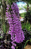 Dendrobium anosmum Orchid Ð Bare Root Flowering, Tropical Purple fragrant Orchids