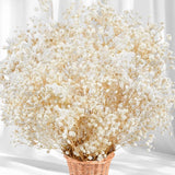 5000+ Dried Babys Breath Flowers Bulk 17" Ivory White Dried Flower Bouquet Dried Flower
