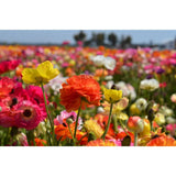 Ranunculus Asiaticus Tecolote Mixed Color Flowers Bulbs Corms Persian - 10 Corms Ranunculus