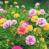 MOSS ROSE SEEDS - 2000 Seeds |  PORTULACA DOUBLE MIX (Portulaca grandiflora) USA Garden Plants
