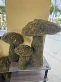 moss mushrooms Orchids