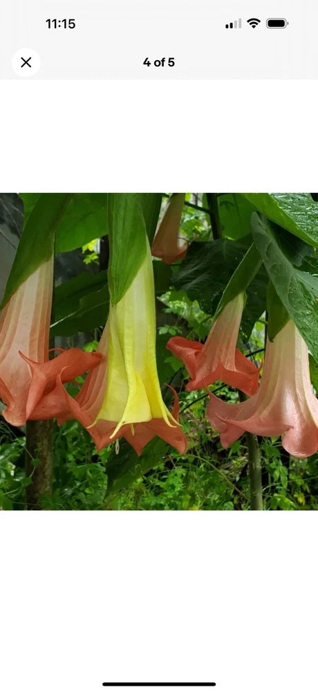 Brugmansia Trumpet Angels 10 Inches Flowering Plants