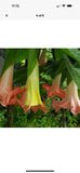 Brugmansia Trumpet Angels 10 Inches Flowering Plants