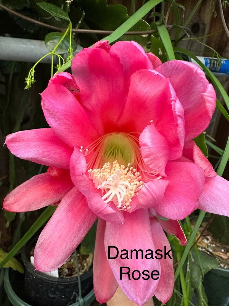 Damask Rose epiphyllum cutting orchid, bright pink flower with yellow-green center