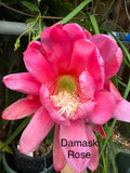 Damask Rose epiphyllum cutting Orchids