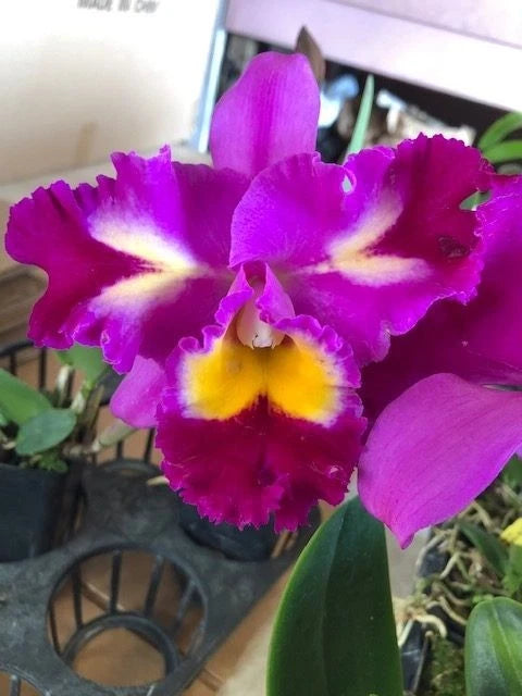 (359-1) Pot.Rep.Clift Tsuji 'Hawaii'      NBS Orchids