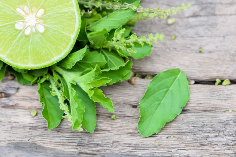 150 LIME BASIL Ocimum Basilicum HERB Flower Seeds Flowering Plants