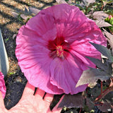 20 DINNER PLATE HIBISCUS SEEDS - Hibiscus moscheutos Flowering Plants