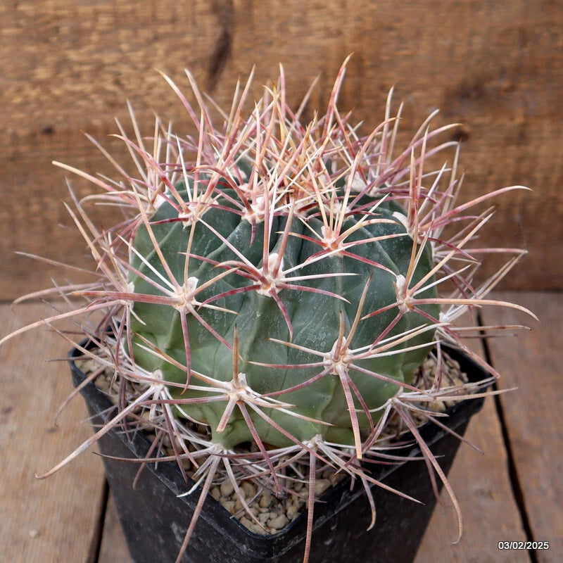 Green cactus plant with pinkish spines in a small black pot