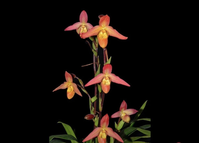 Pink and orange orchid plant with yellow-centered flowers and green leaves