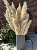 3ft Tall Pampas grass natural dried, Very Fluffy, Sold As Set 5 Stems In 1 Pack Pampas Grass
