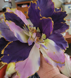 12 Pcs Vintage Silk Flowers Trimmed In Glitter with Stems Assorted Colors Peony