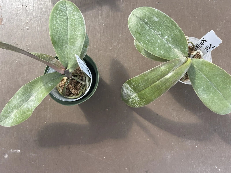 Orchid live Phalaenopsis shilleriana - bare root Orchids