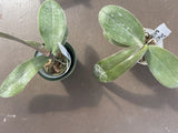 Orchid live Phalaenopsis shilleriana - bare root Orchids