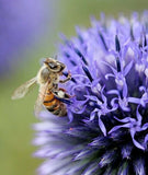 Purple Giant Allium Giganteum Beautiful Flower Seeds Garden Plant 50Pcs Garden Plants