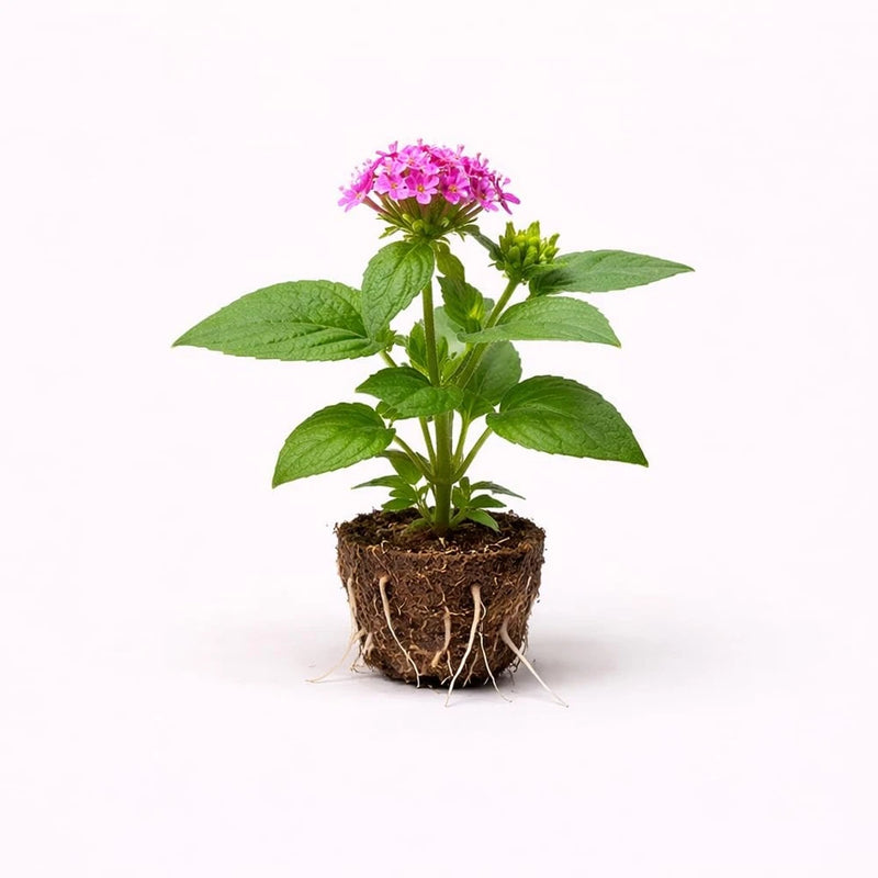 Live potted pentas starter plug with green leaves and pink flower clusters