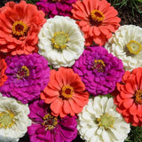 Vibrant Zinnias Flower Seeds Mix - Stunning Colors for Your Garden - Easy-to-Gro Garden Plants