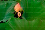 Fine Art Giclee Print, Water Lily Buds Lily
