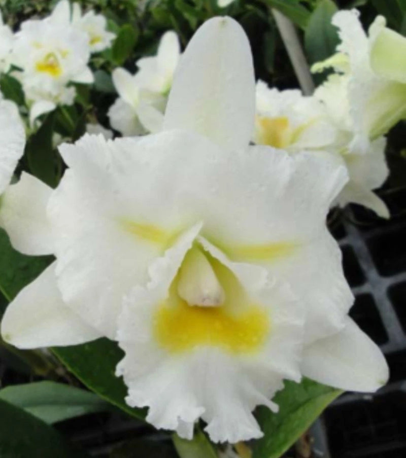 Blooming white orchid flower with yellow center, surrounded by green leaves