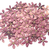 Natural Purple Pressed Flowers Dried Real Flowers for Resin Crafts | Free Ship Dried Flower