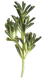 Signature Foliage 13 Inch Foam Succulent PF-70430 Green Plant