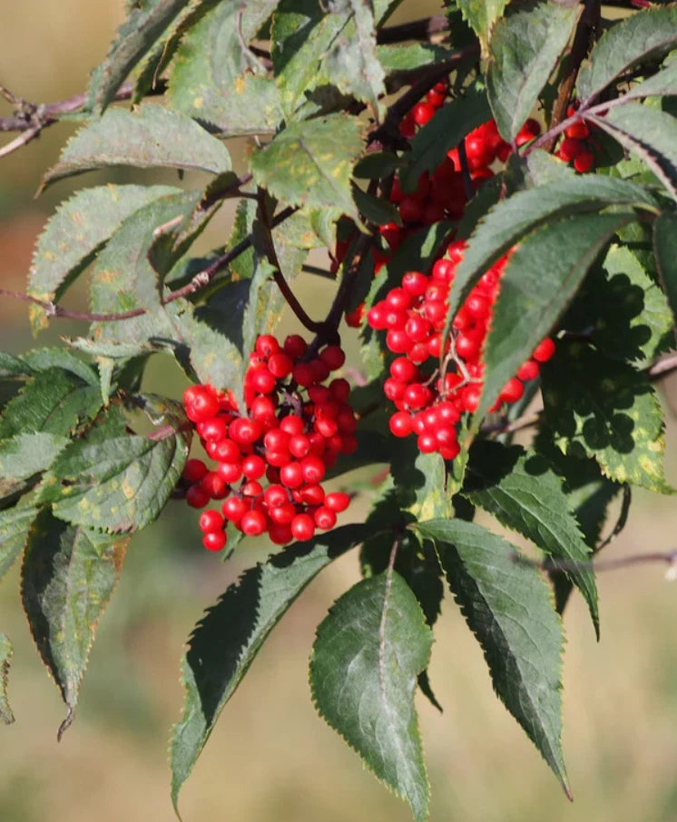 Live Elderberry Red Plant Ð Bare Root Ð 2Ð3 ft Tall Ð Ideal for Garden Garden Plants