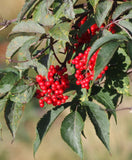 Live Elderberry Red Plant Ð Bare Root Ð 2Ð3 ft Tall Ð Ideal for Garden Garden Plants