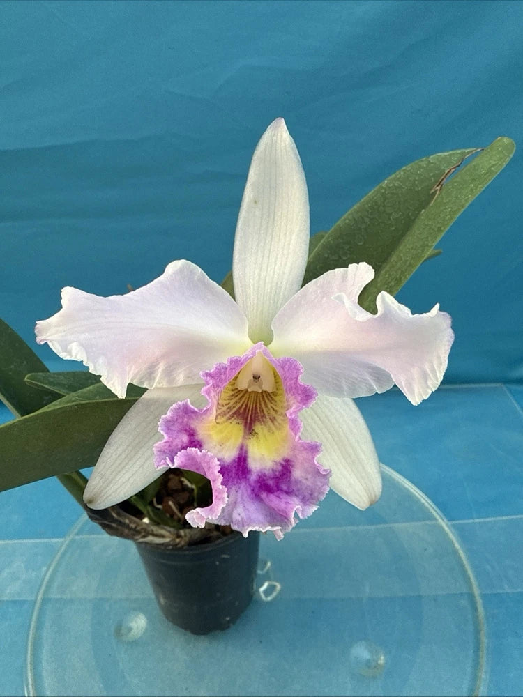 Potted white orchid with purple center in a dark plastic pot