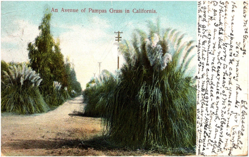 An Avenue of Pampas Grass in California Tall Bushes 1906 Postcard UDB M. Rieder Pampas Grass