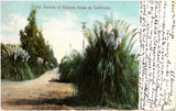 An Avenue of Pampas Grass in California Tall Bushes 1906 Postcard UDB M. Rieder Pampas Grass