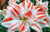 Amaryllis Stargazer Bulb Flower Seeds One (1) Large AMARYLLIS STARGAZER BULB Flowering Plants