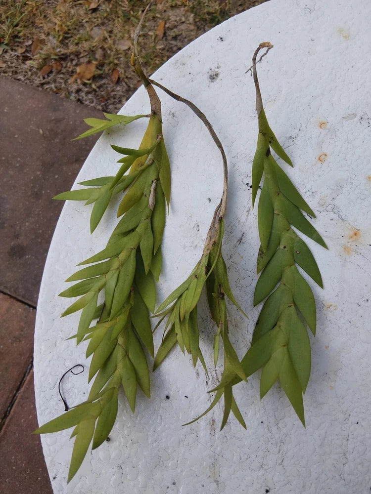 Dendrobium anceps orchid plant with long arching green leaves