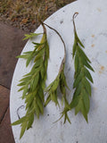 Dendrobium anceps - Healthy plant, flat fleshy leaves Orchids