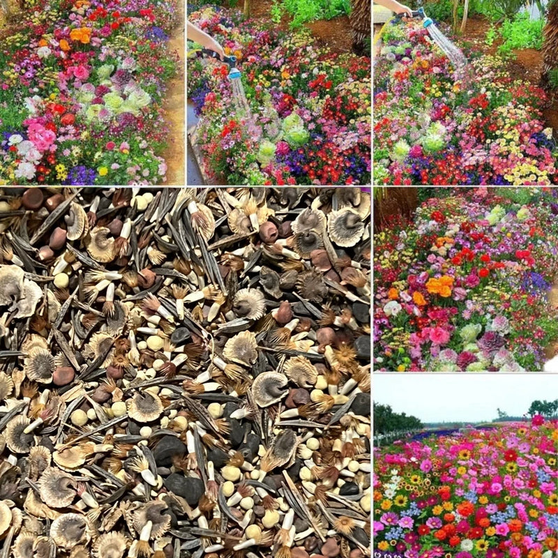 Seasonal Enchantment Garden - 200pcs Mixed Perennial Flower Seeds Collection Garden Plants