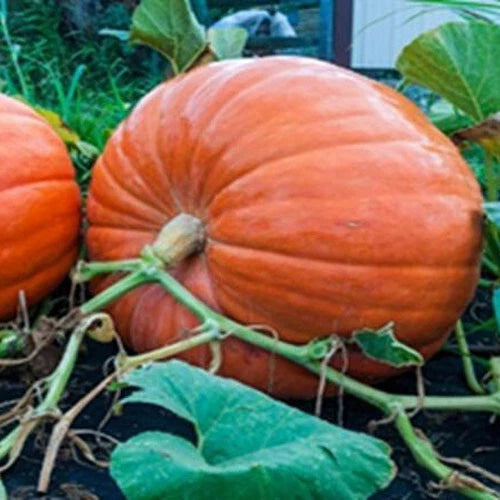 20 BIG MAX PUMPKIN SEEDS / 100+ POUNDS / HUGE /ÊFRESH FOR GARDENS Garden Plants